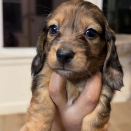 Pumpernickel (red dapple) - Dapple male Dachshund puppy in Mc Donough, Georgia from L & J Kennel