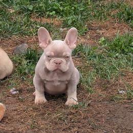 Guapo - Liver male French Bulldog puppy in Battle Ground, Washington from Ferguson's Bulldogs