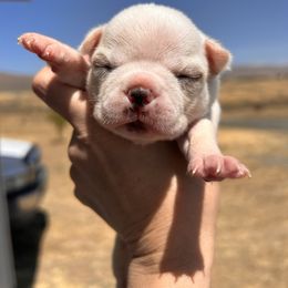 Pixies cream girl - Lilac female Boston Terrier puppy in Yakima, Washington from Barnett’s AKC Boston Terriers