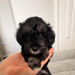 Maybel - Black and silver female Miniature Schnauzer puppy in Bixby, Oklahoma from The beansprouts