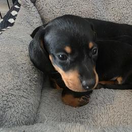 Leia AKC - Black and tan female Dachshund puppy in Arizona from Tps Teeny Weins