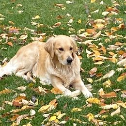 Luna - Golden Retriever