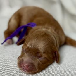 Purple - Red  female Goldendoodle puppy in Hesperia, Michigan from Red Acres Poodles & Doodles