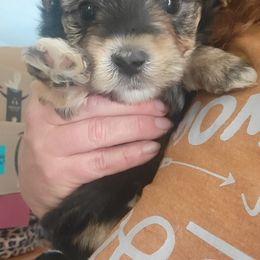 Boy pup - Black and tan Morkie puppy in Gloucester, Virginia from Jenkins Morkies