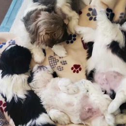 Shih Tzu Puppies from Jacobsen Family Shih-Tzu's