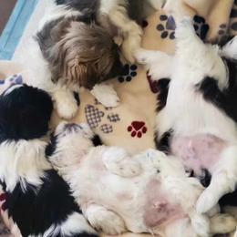 Shih Tzu Puppies from Jacobsen Family Shih-Tzu's
