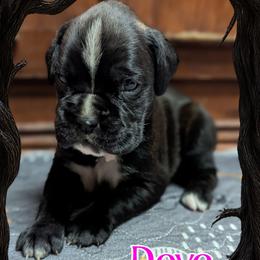 Dove - Brindle female Boxer puppy in Mountain Home, Idaho from LJK Boxers & Toy Aussies