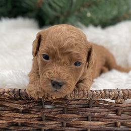 Minnie - Red  female Goldendoodle puppy in Kansas City, Kansas from Bella & Ivy’s Mini Goldendoodles of KC