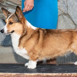 Fancy - Cardigan Welsh Corgi