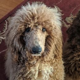 Poodles from Coppertop Farms