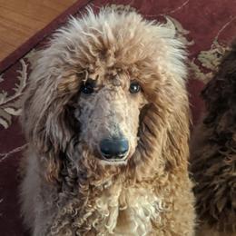 Poodles from Coppertop Farms