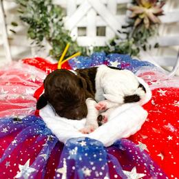 Dawn - Parti female Goldendoodle puppy in Montgomery, Texas from Dacus Doodles