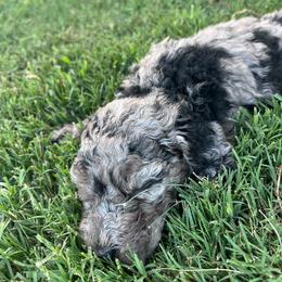 Biscuit - male Australian Mountain Doodle puppy in Sherrills Ford, North Carolina from Magnolia Grove Farms
