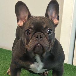 Boy 2 - Tricolors French Bulldog puppy in Pennsylvania from R & C French Bulldogs