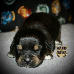 Australian Shepherd Puppies from HP Aussie Kennels