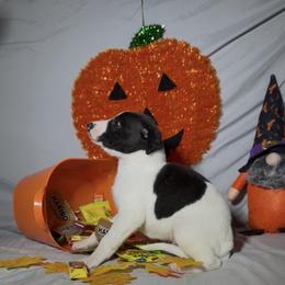 Boog - White and black male Whippet puppy in London, Kentucky from Hertzog  Whippets