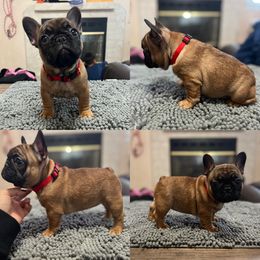 Red girl - Fawn female French Bulldog puppy in Berea, Kentucky from Bully Life Farms