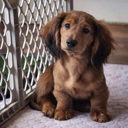 Sven-AKC Import Lines - Red male Dachshund puppy in Coweta, Oklahoma from Sunnyside Dachshunds