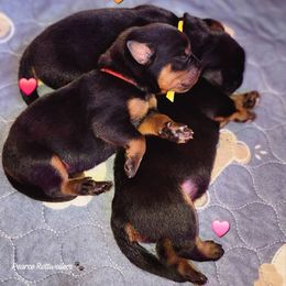 Rottweiler Puppies from Pearce Rottweilers