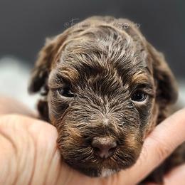 Brown Phantom Boy, Khufu - Brown male Poodle puppy in Coolidge, Arizona from Effervescent-Pooches