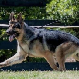 German Shepherds from Patricia's German Shepherds