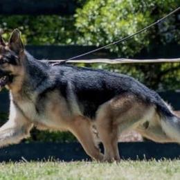 German Shepherds from Patricia's German Shepherds