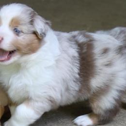 Miniature American Shepherds from Sunset Ridge Aussies