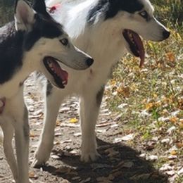 Siberian Huskies from Eugene's Siberian Huskies