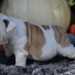 Chappy - Fawn and white male Bulldog puppy in Bradleyville, Missouri from HurstBulldogs