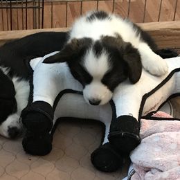 Cardigan Welsh Corgi Puppies from Grandiose Cardigan Welsh Corgis