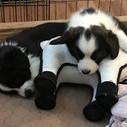 Cardigan Welsh Corgi Puppies from Grandiose Cardigan Welsh Corgis