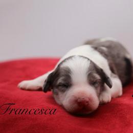 Francesca Bridgerton - Blue merle and white female Sheepadoodle puppy in Edmond, Oklahoma from Rock N Roll Doodles