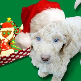 Poodle Puppies from Polly Wally Doodles and Poodles