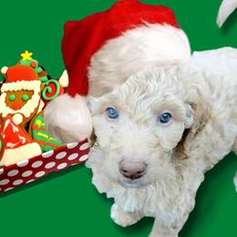 Poodle Puppies from Polly Wally Doodles and Poodles
