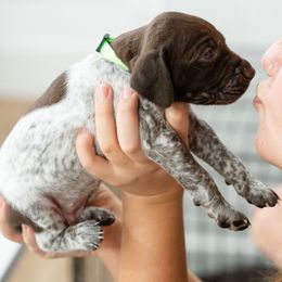 Clover - German Shorthaired Pointer puppy from Moore Family GSPs