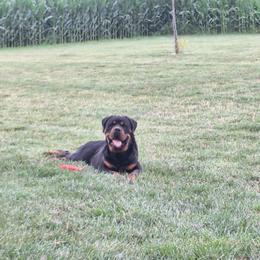 Rottweiler puppies from White Haus Rottweilers