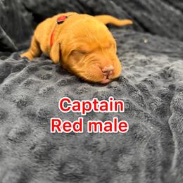 Red boy - Golden male Golden Retriever puppy in Salt Lake City, Utah from Soaring golden retrievers