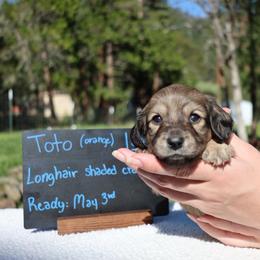 Toto (Orange collar) - Cream male Dachshund puppy in Prospect, Oregon from Spunky Sausage Pups