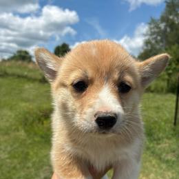 Lava Girl - Red female Pembroke Welsh Corgi puppy in Delton, Michigan from CorGizmo