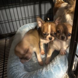 Jax - Fawn male Chihuahua puppy in Madison, Virginia from KimberGlen Chihuahuas