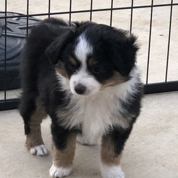 Miniature Australian Shepherd and Toy Australian Shepherd Puppies from River Springs Aussies