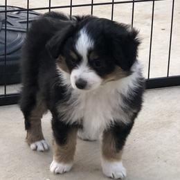 Miniature Australian Shepherd and Toy Australian Shepherd Puppies from River Springs Aussies