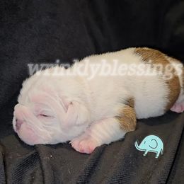 Ace - Fawn and white male Bulldog puppy in Granville, Iowa from Wrinkly Blessings English Bulldogs
