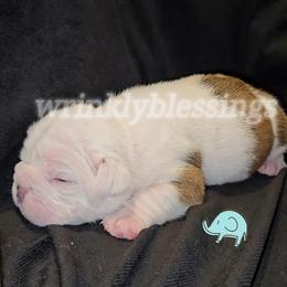 Ace - Fawn and white male Bulldog puppy in Granville, Iowa from Wrinkly Blessings English Bulldogs