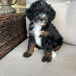 Asher - Tri-color male Bernedoodle puppy in Holtwood, Pennsylvania from Country Ridge Puppies