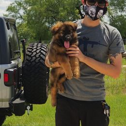 German Shepherd Puppies from Big Red Texas German Shepherds Ranch