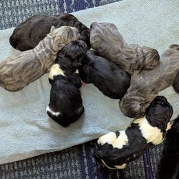 Black Male 1 - Black male Newfoundland puppy in Burfordville, Missouri from Umfleet Farms