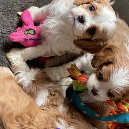 Cavalier King Charles Spaniel Puppies from Bella Fleur Cavaliers