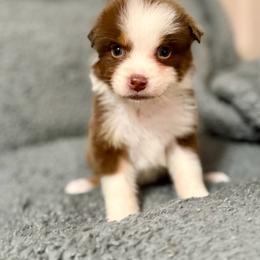 Stella - Red tri-color female Australian Shepherd puppy in Athens, Texas from Ricochet Corgis