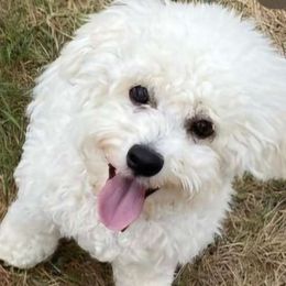 Samson - Bichon Frise